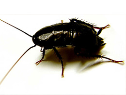 Doğu Hamam Böceği İlaçlama (Kara Böcek)