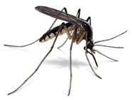 Bursa Ulusal İlaçlama 3.2	Sivrisinek (Culex spp.)