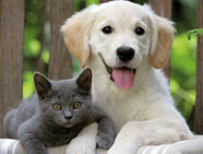 Bursa Kedi, Köpek Önleme ( Yakalama, Uzaklaştırma)